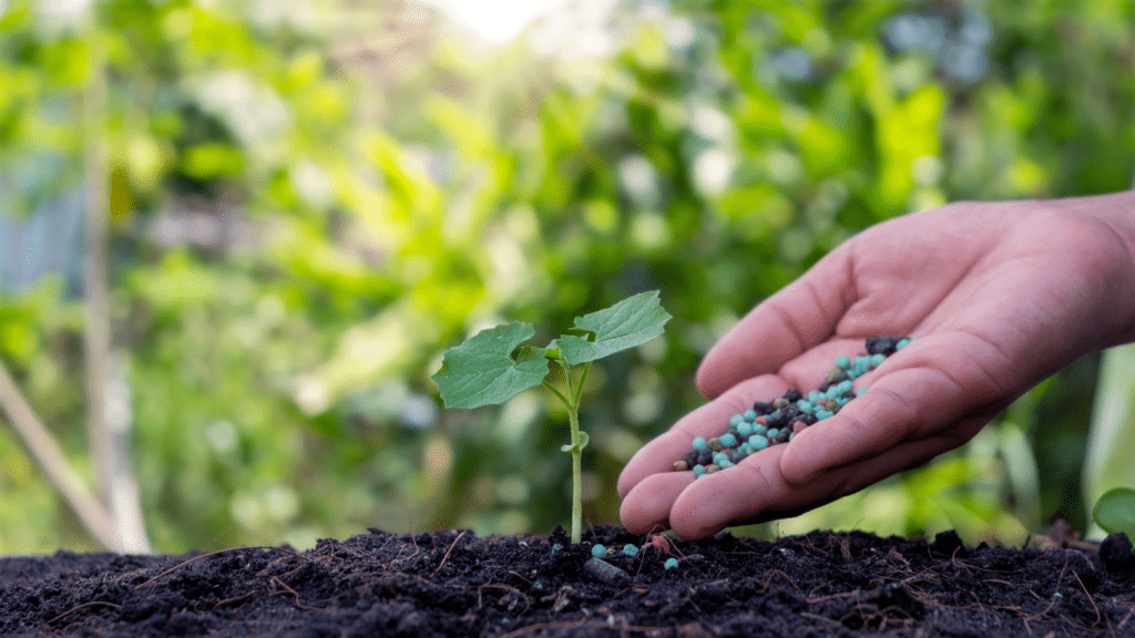 a person giving fertilizer to a plant