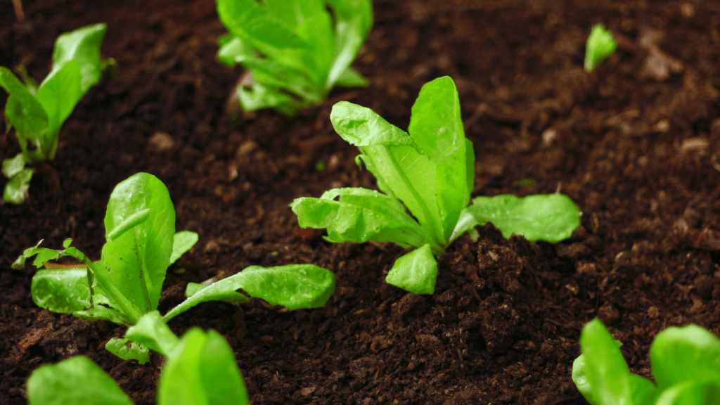 lettuce plants growing in the soil