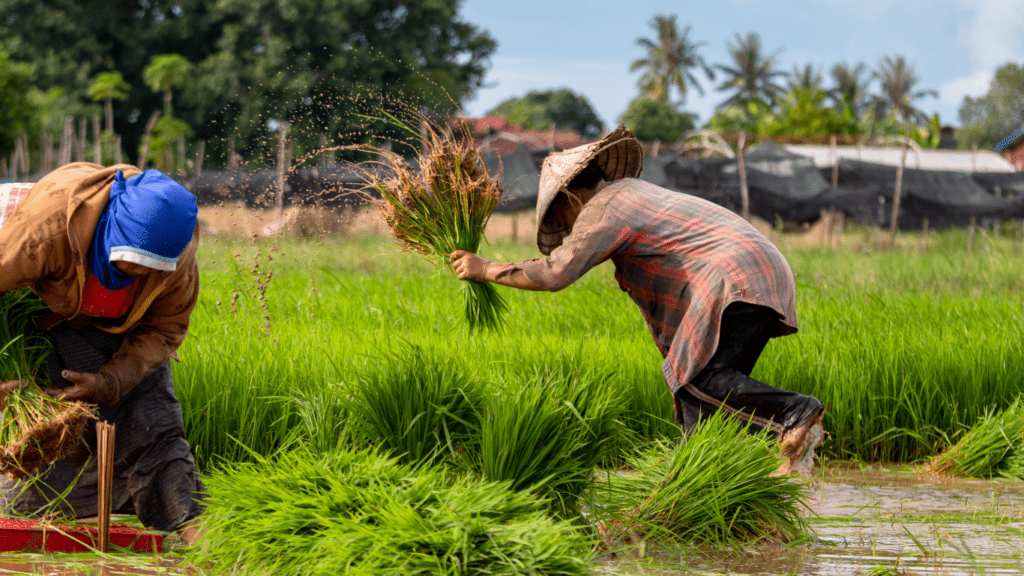 group of people working in the fields