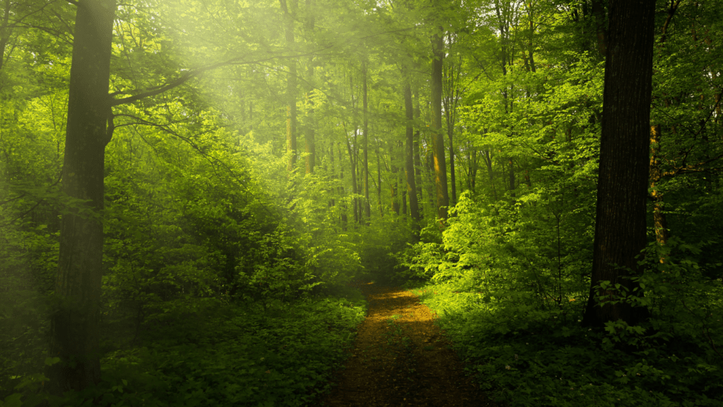 a path through a green forest with sunbeams shining down on it