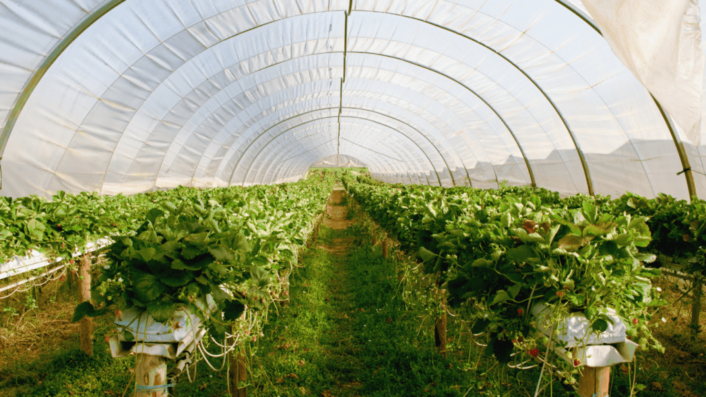 plants growing in a greenhouse