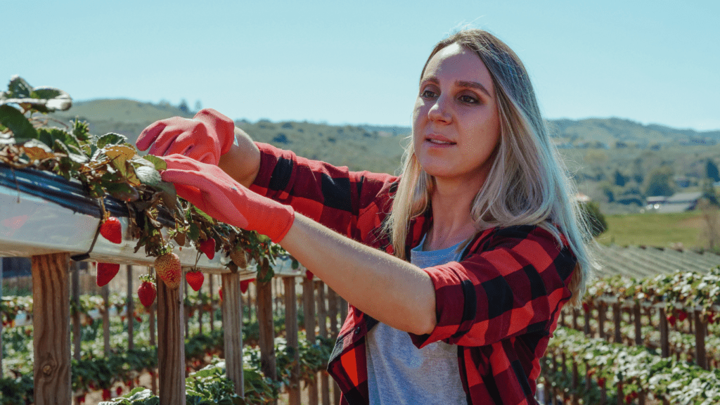 a person picking fruits on a farm