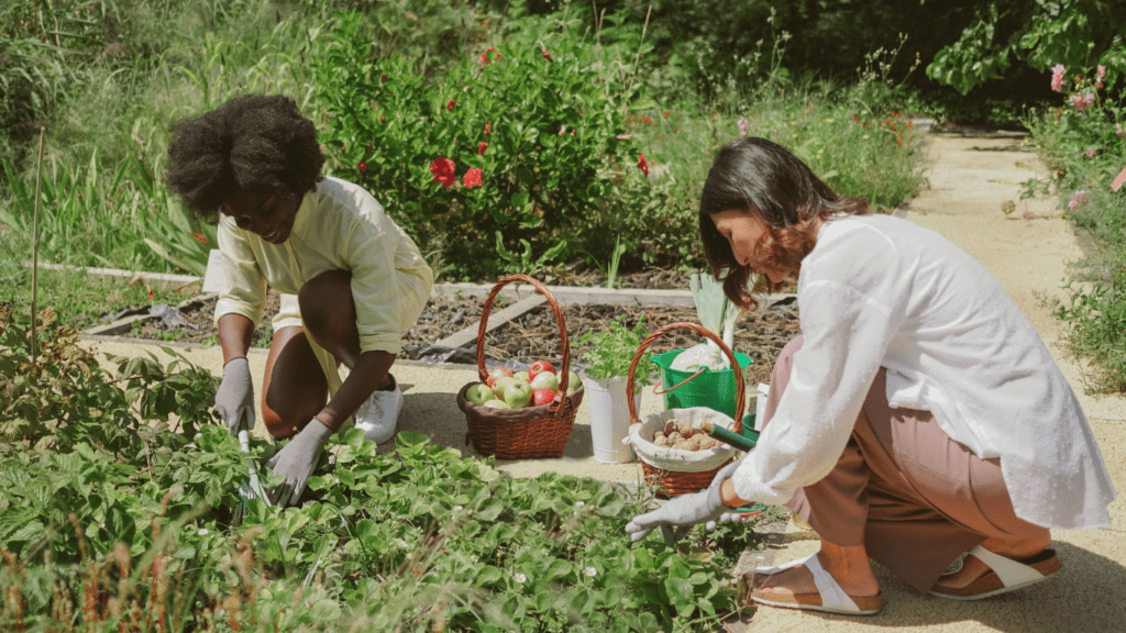 Two people are working in the garden together.