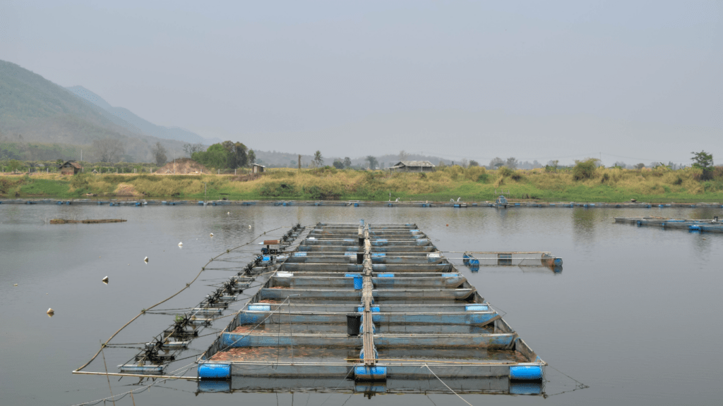 a large number of fish cages in the water