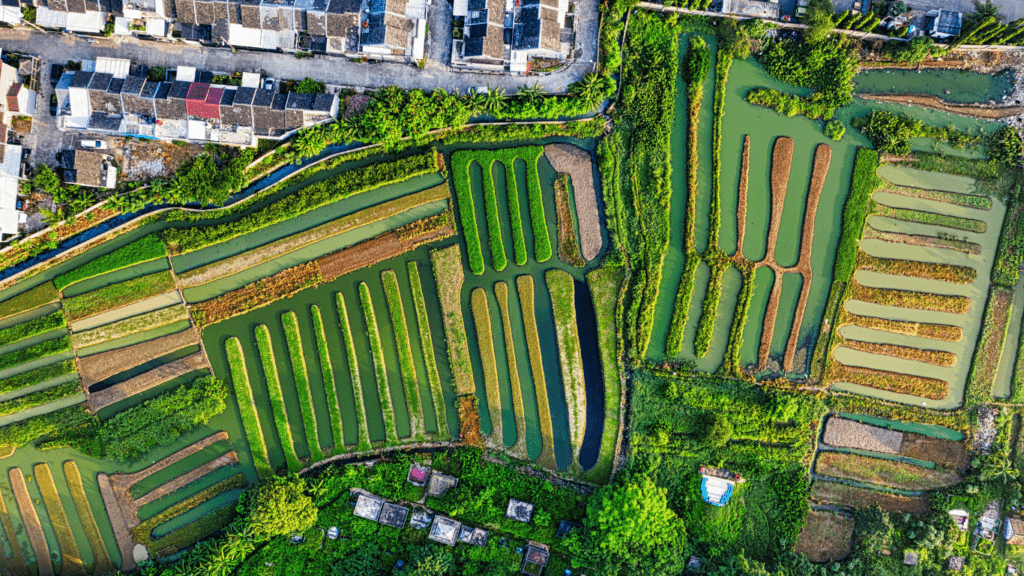 people working in an organic vegetable farm