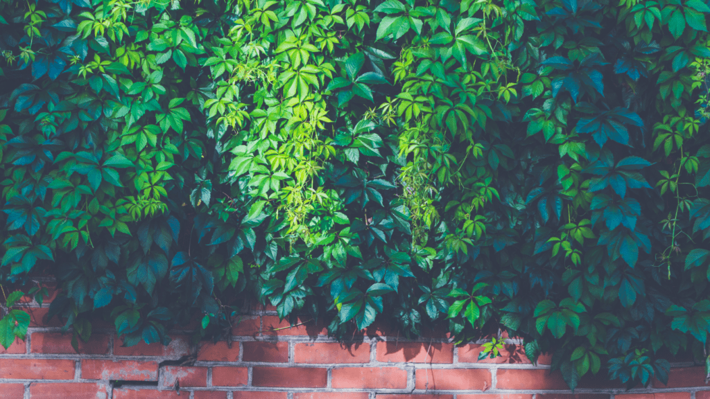 Transform Your Small Space with DIY Green Wall Projects