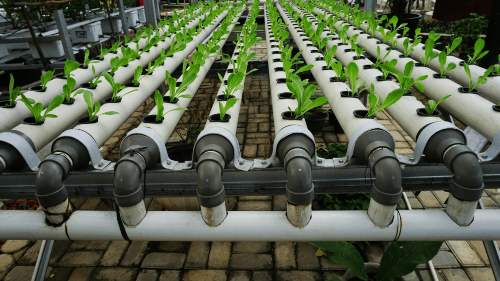 Unlocking the Potential of Hydroponics for Sustainable City Farming