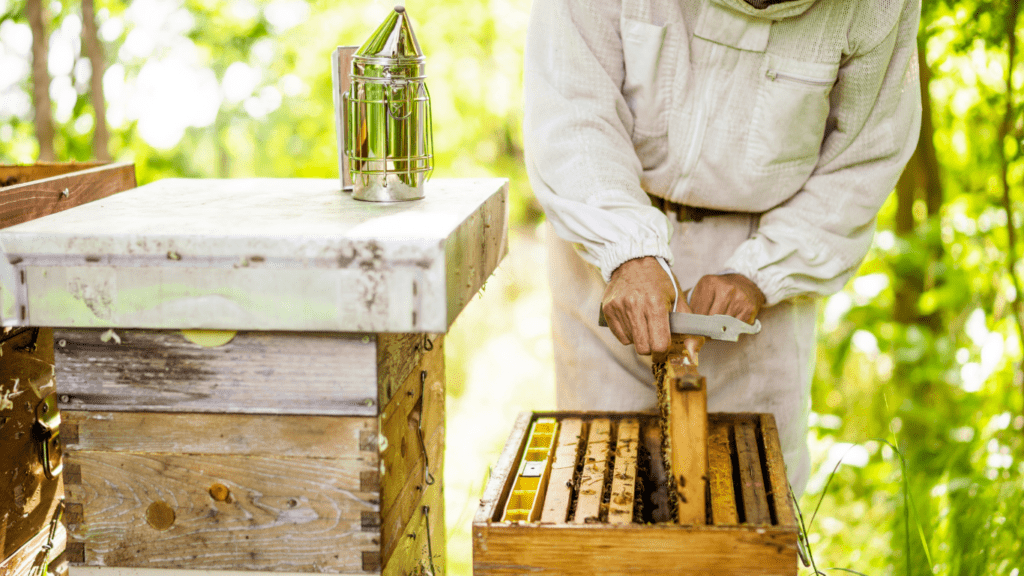 Urban Beekeepings Rise in Sustainable Agriculture