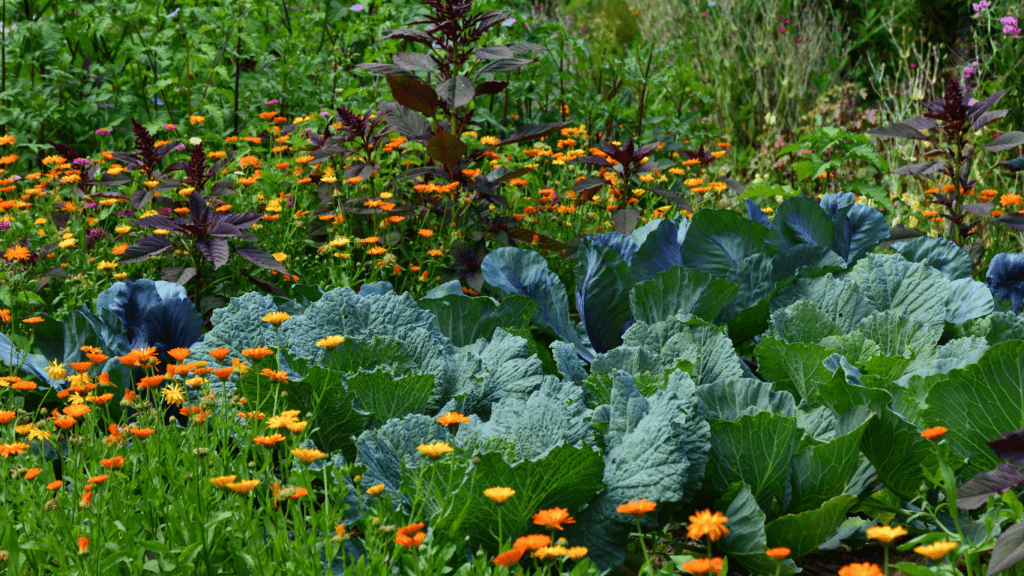 Urban Edible Landscaping