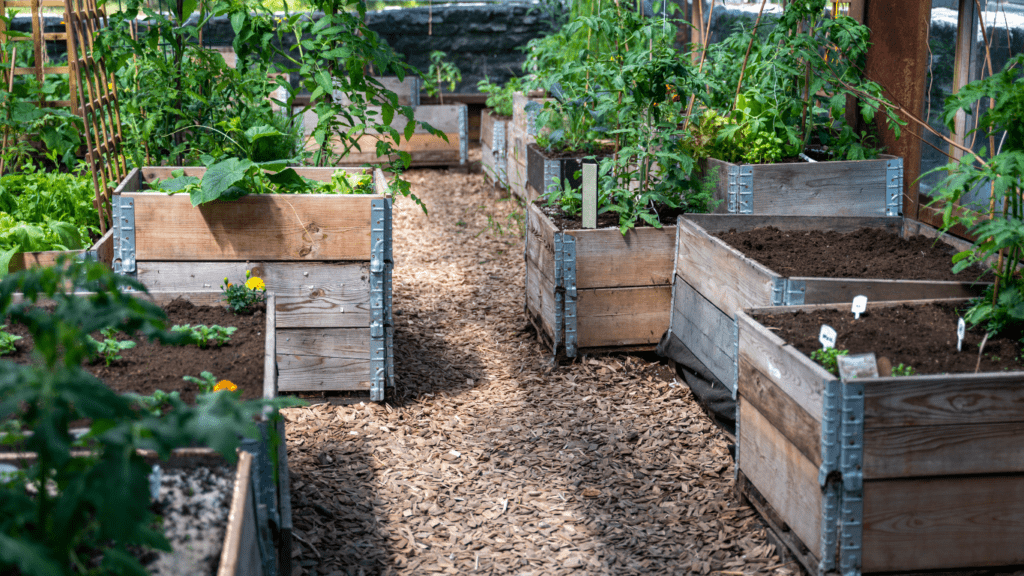 vegetable garden in a greenhouse with wooden planters