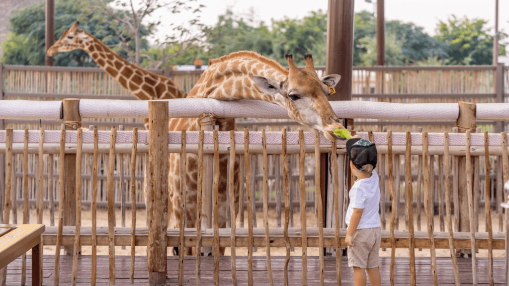 a person is feeding a giraffe at the zoo