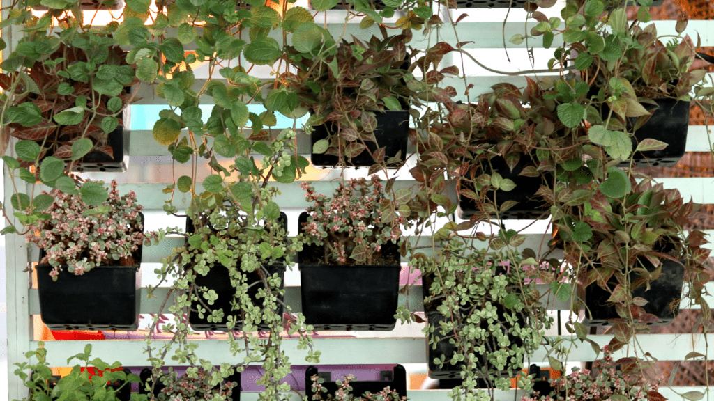 Vertical Gardens Revolutionizing Urban Agriculture