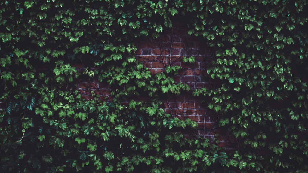 a brick wall with ivy growing on it