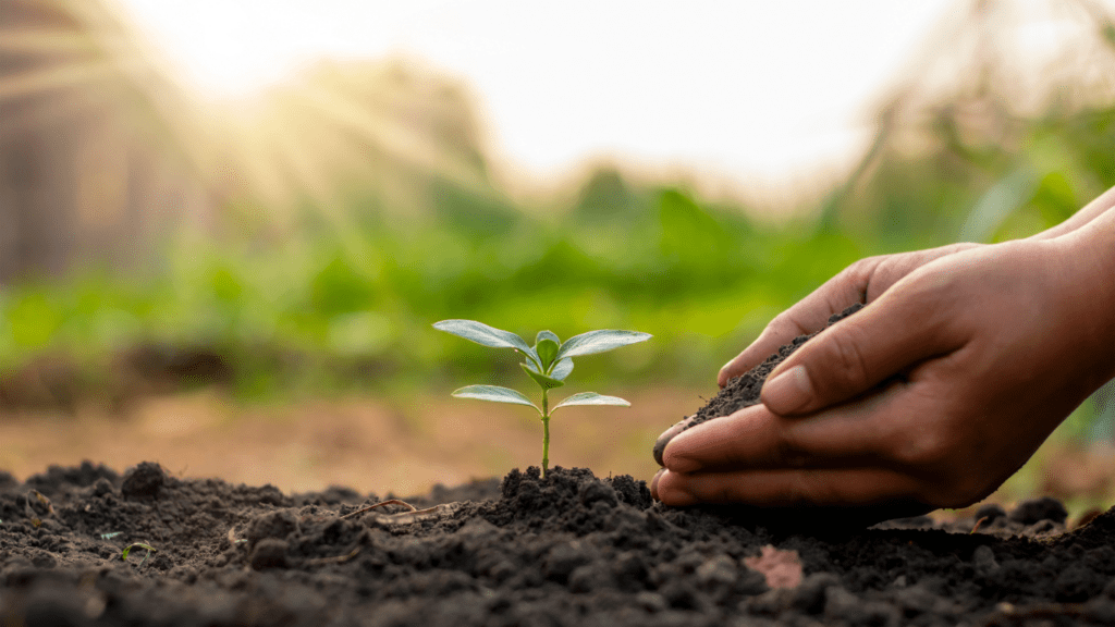 a child is planting a small plant in the dirt