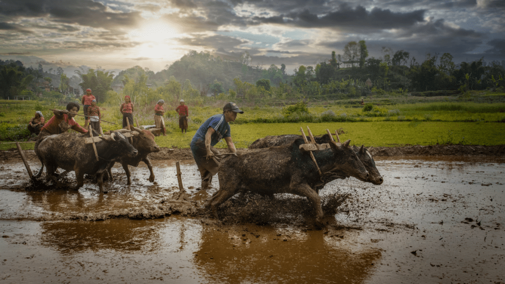 a group of people working in a field