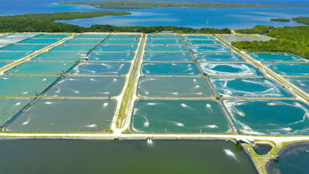 a large number of fish cages in the water