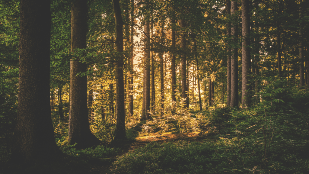 a path through a green forest with sunbeams shining down on it