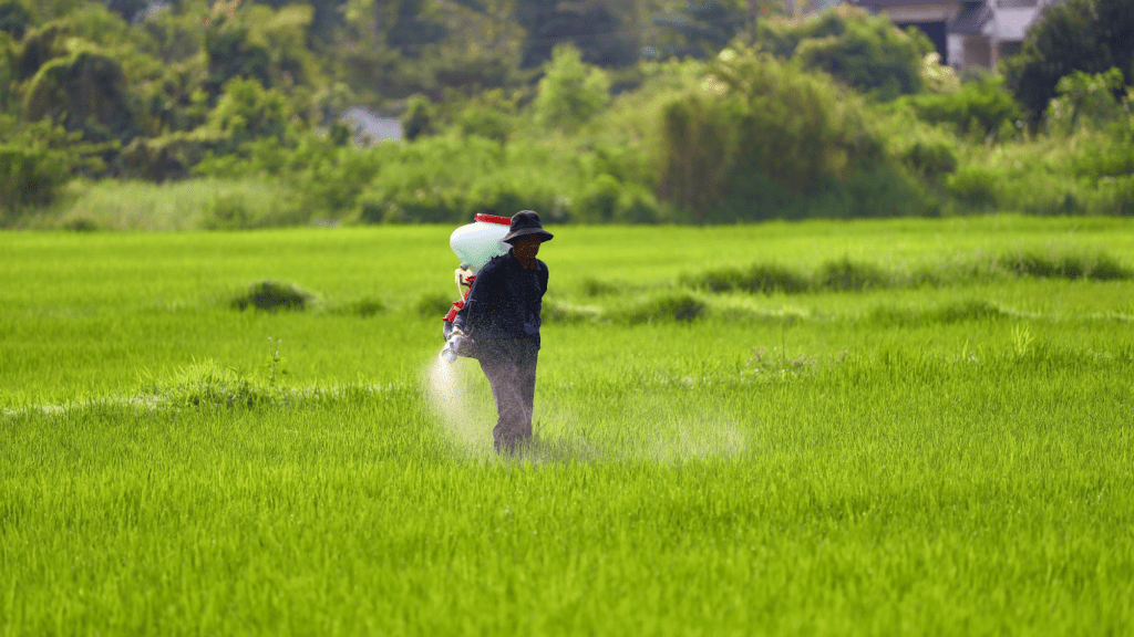 a person giving fertilizer to a plant