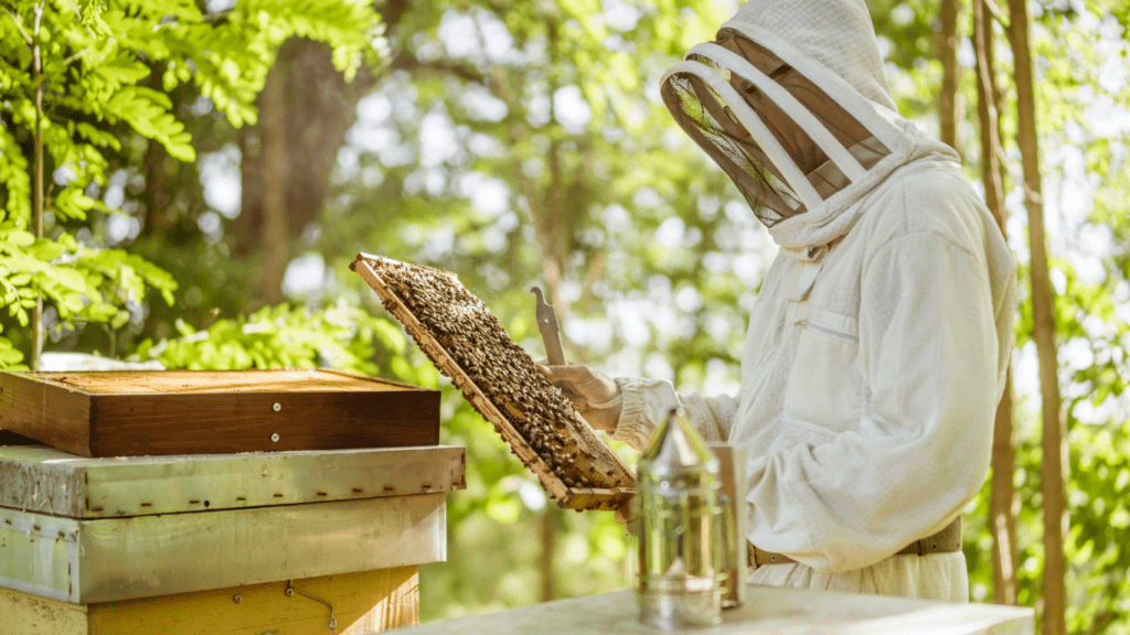 a person in a bee suit is working on a beehive