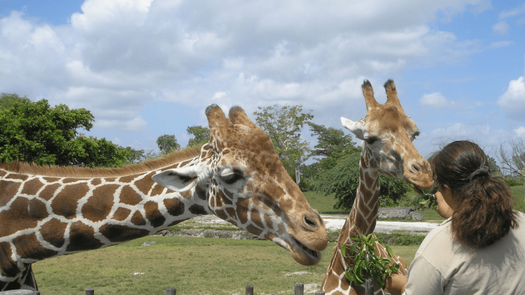 a person is feeding a giraffe at the zoo