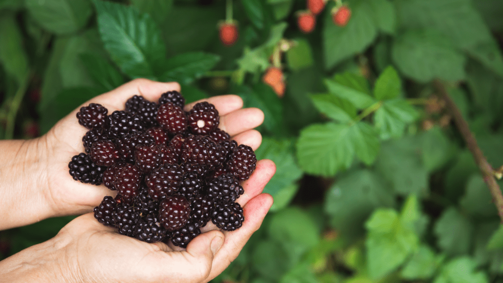 a person picking fruits on a farm