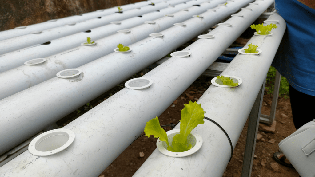 a row of lettuce in an indoor farm