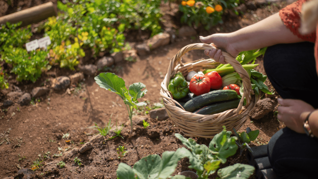 an image of a vegetable garden