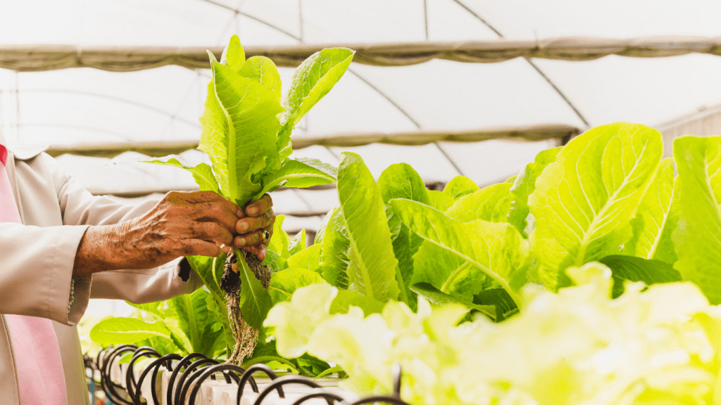 farmer working in hydroponic farm