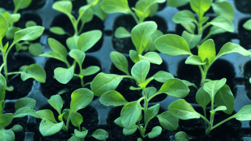 lettuce plants growing in the soil