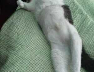 can i play biohunt2000 with friends on different computers