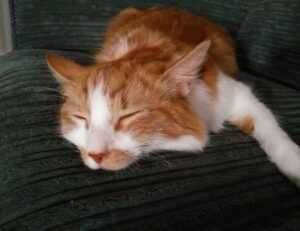 fhthblog quick recipes from fromhungertohope