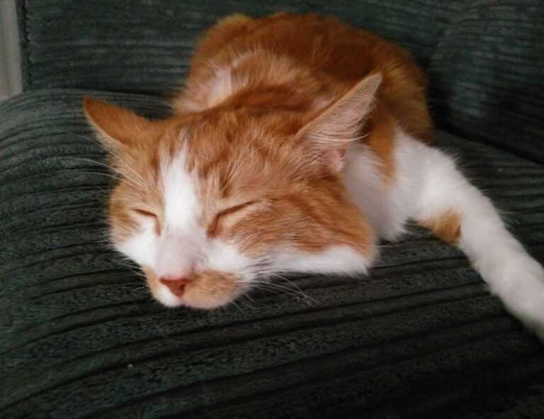 fhthblog quick recipes from fromhungertohope