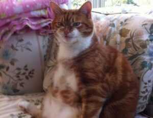 fhthgoodfood latest trending foods from fromhungertohope