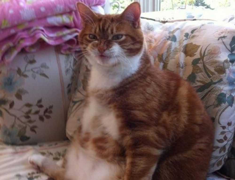 fhthgoodfood latest trending foods from fromhungertohope