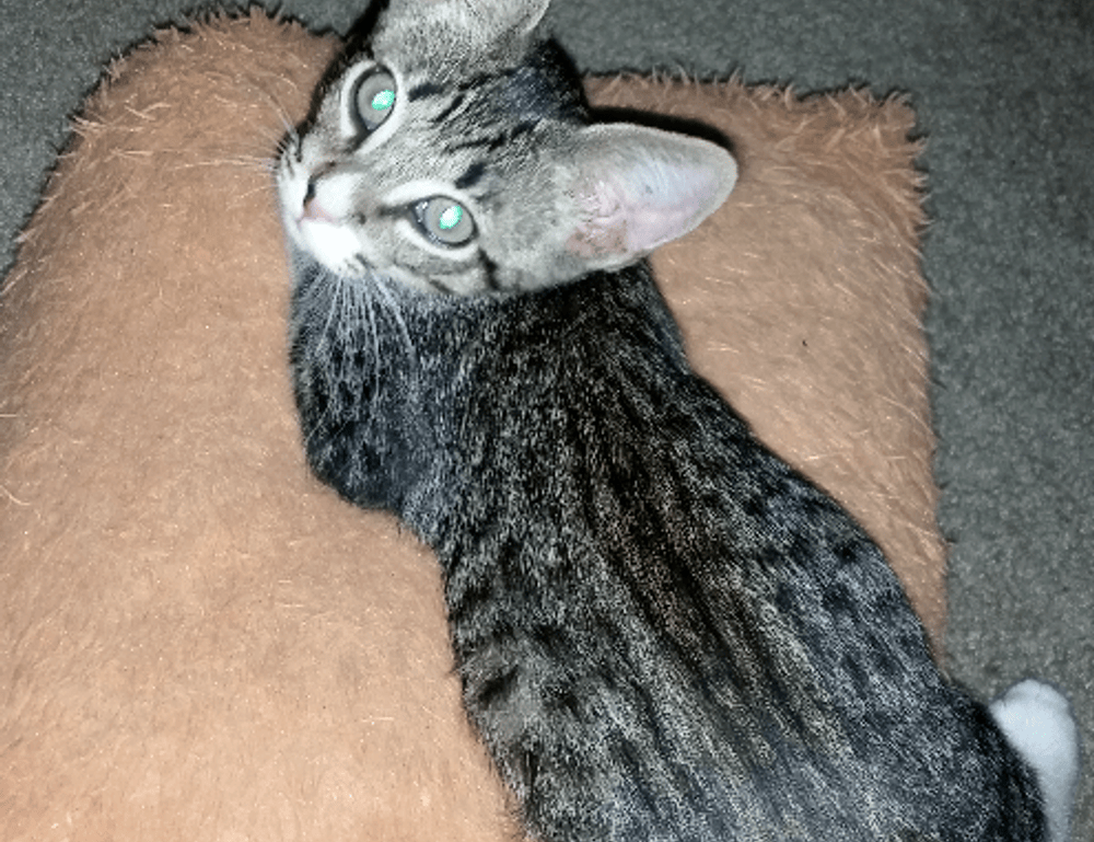 food guide fhthgoodfood