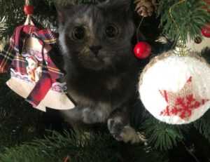 fresh fruit cwbiancarecipes