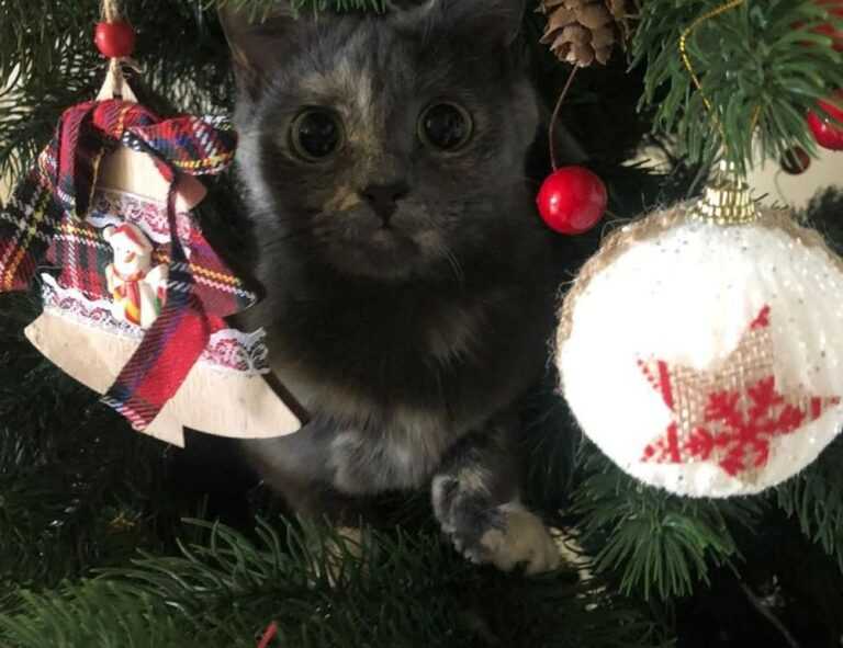 fresh fruit cwbiancarecipes