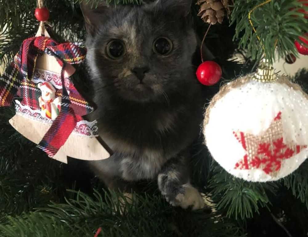 fresh fruit cwbiancarecipes