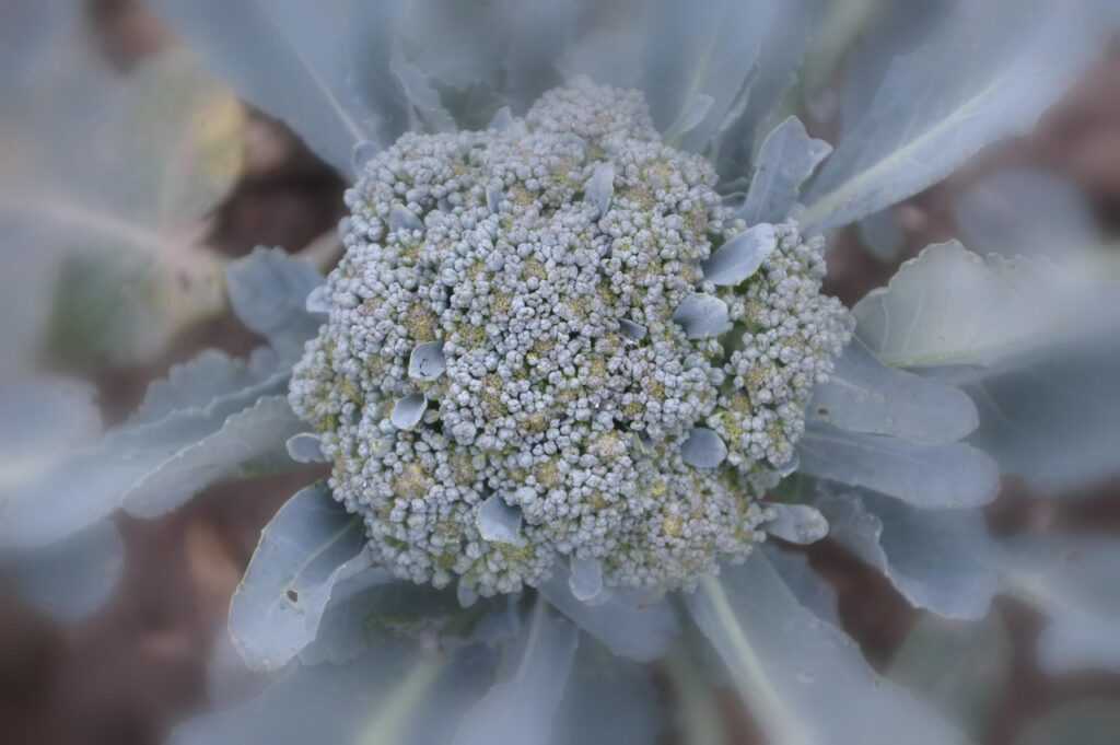 heart health gardening