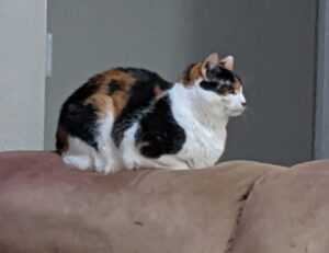 heartarkable cooking guide from homehearted