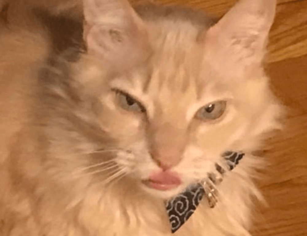 home nourishment cwbiancarecipes