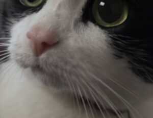 how to cook brunch fhthfoodcult