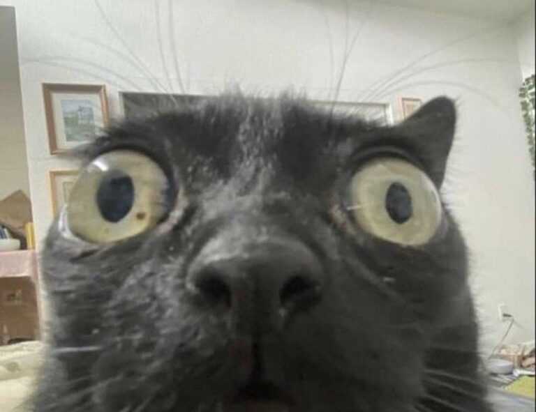 how to find fine cooking recipes heartarkable