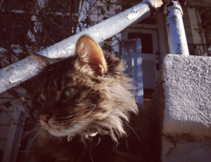 how to fix bug on evebiohaztech