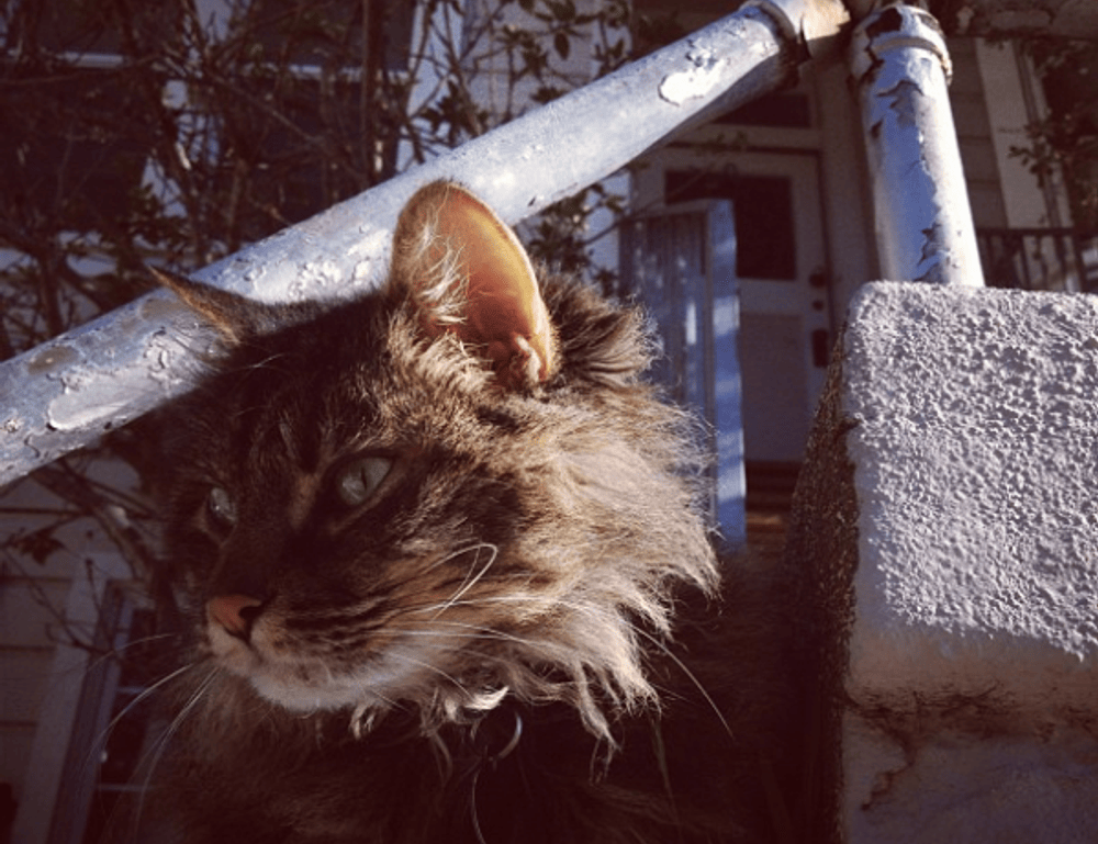 how to fix bug on evebiohaztech