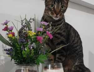 is feduspray home air freshener spray the best for your home