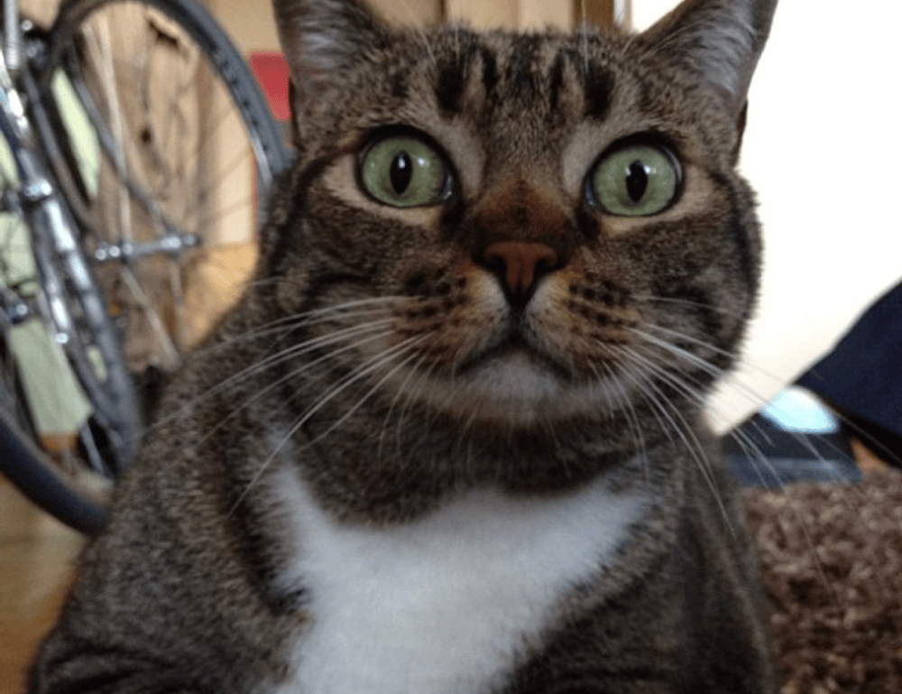 llblogfood fast recipes by lovelolablog