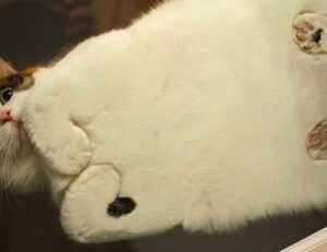 llblogfood light recipes from lovelolablog