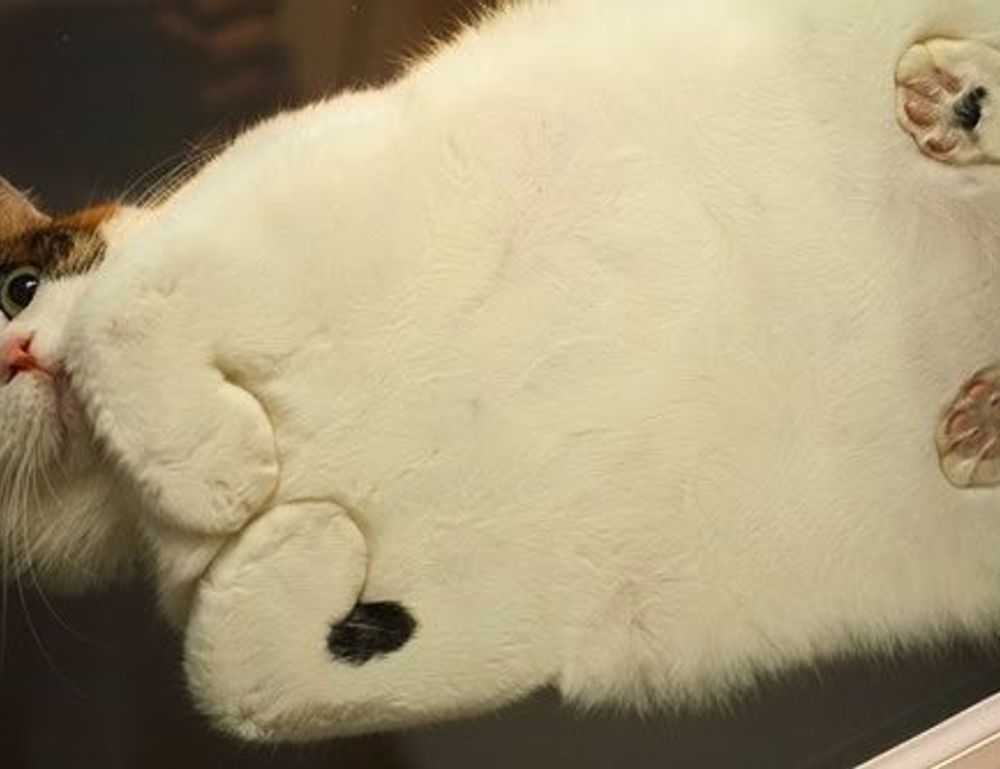 llblogfood light recipes from lovelolablog