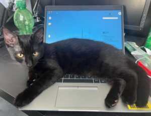 ontpdiet food guide from ontpress